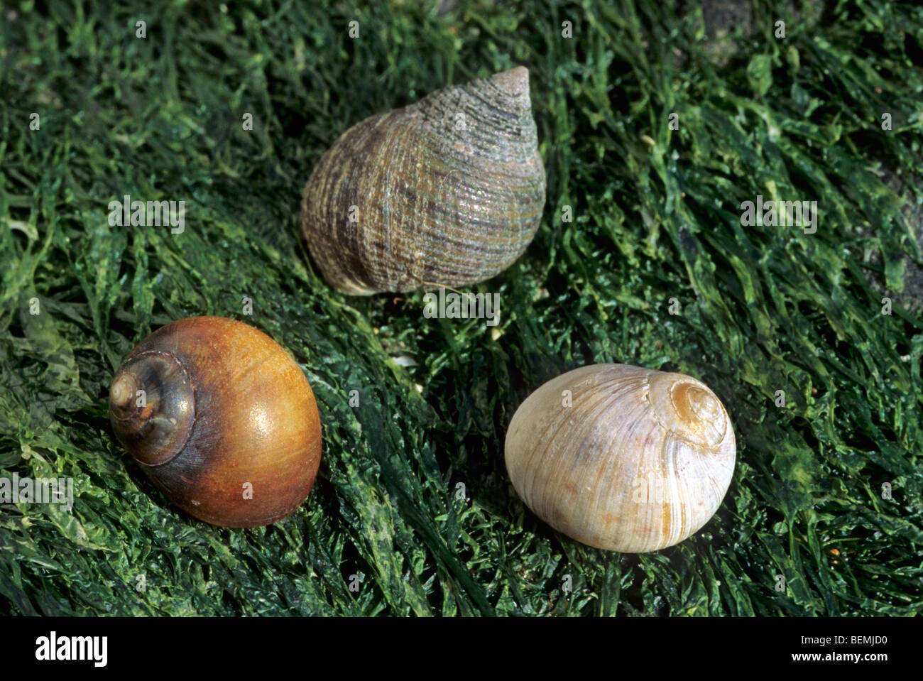 Gemeinsamen Strandschnecken (Littorina bei) unter Algen, Belgien Stockfoto