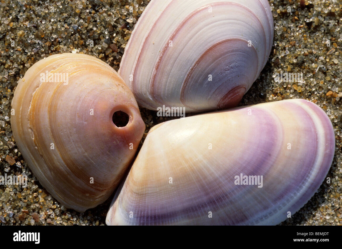 Bohrung in der Schale von Halskette Shell (Polinices Catenus) am Strand, Belgien Stockfoto