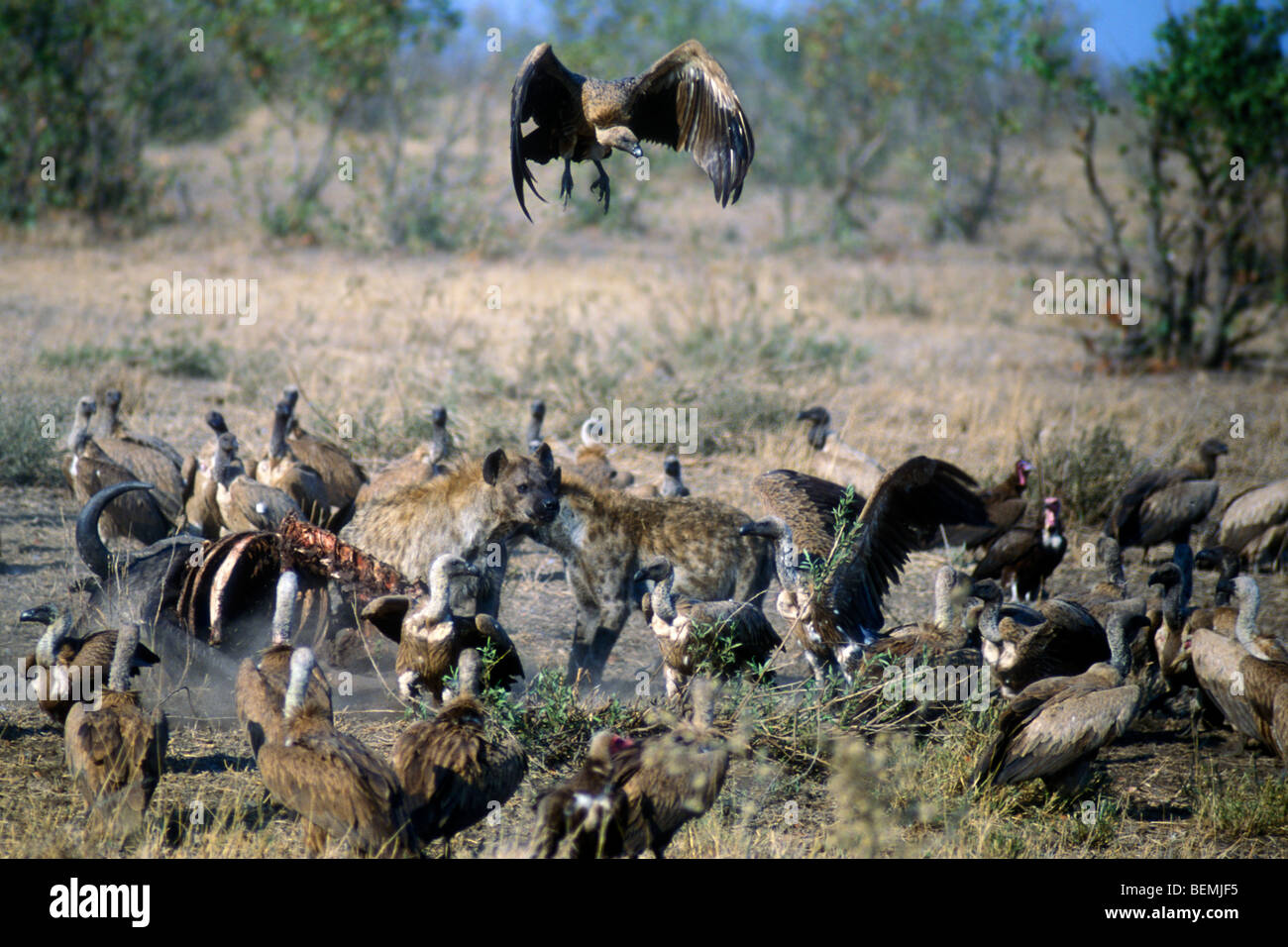 Tüpfelhyänen (Crocuta Crocuta) jagen Geier aus Buffalo Karkasse, Krüger Nationalpark, Südafrika Stockfoto