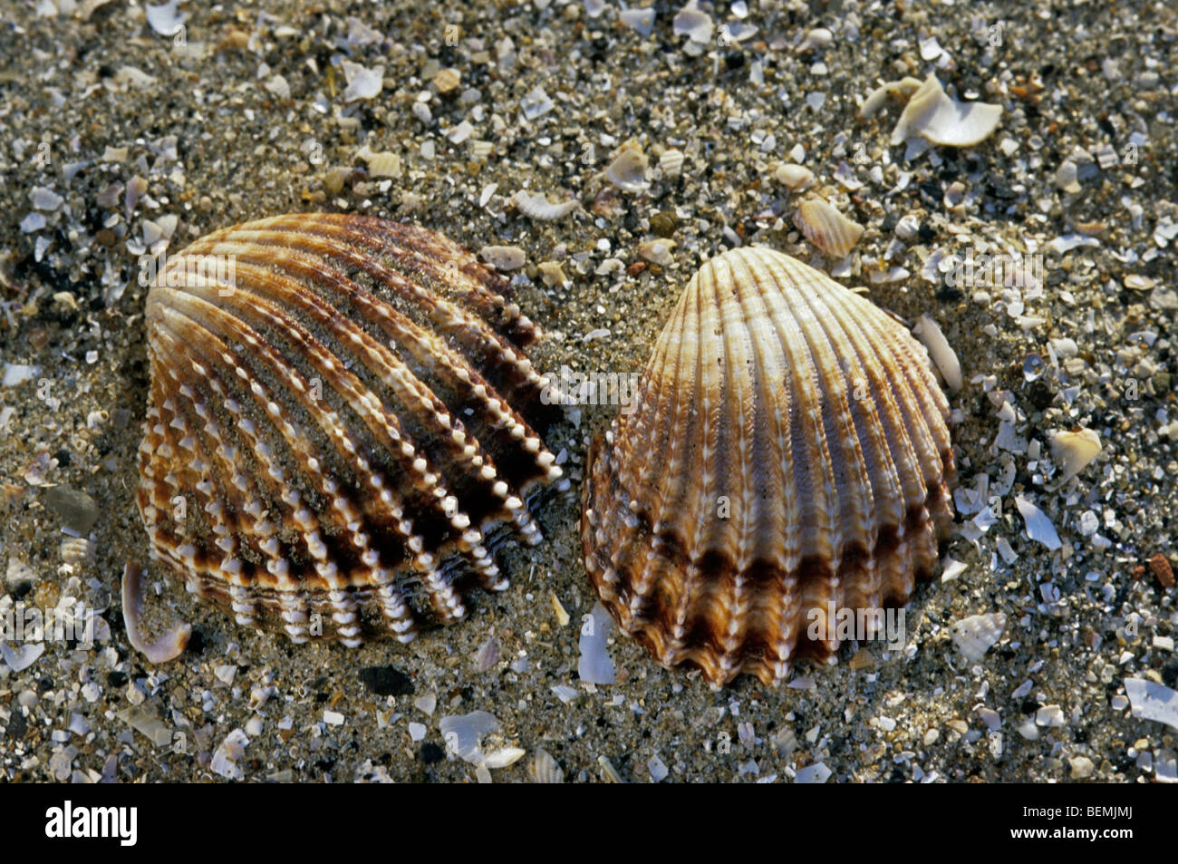 Stachelige Herzmuschel (Acanthocardia Echinata) am Strand, Belgien Stockfoto