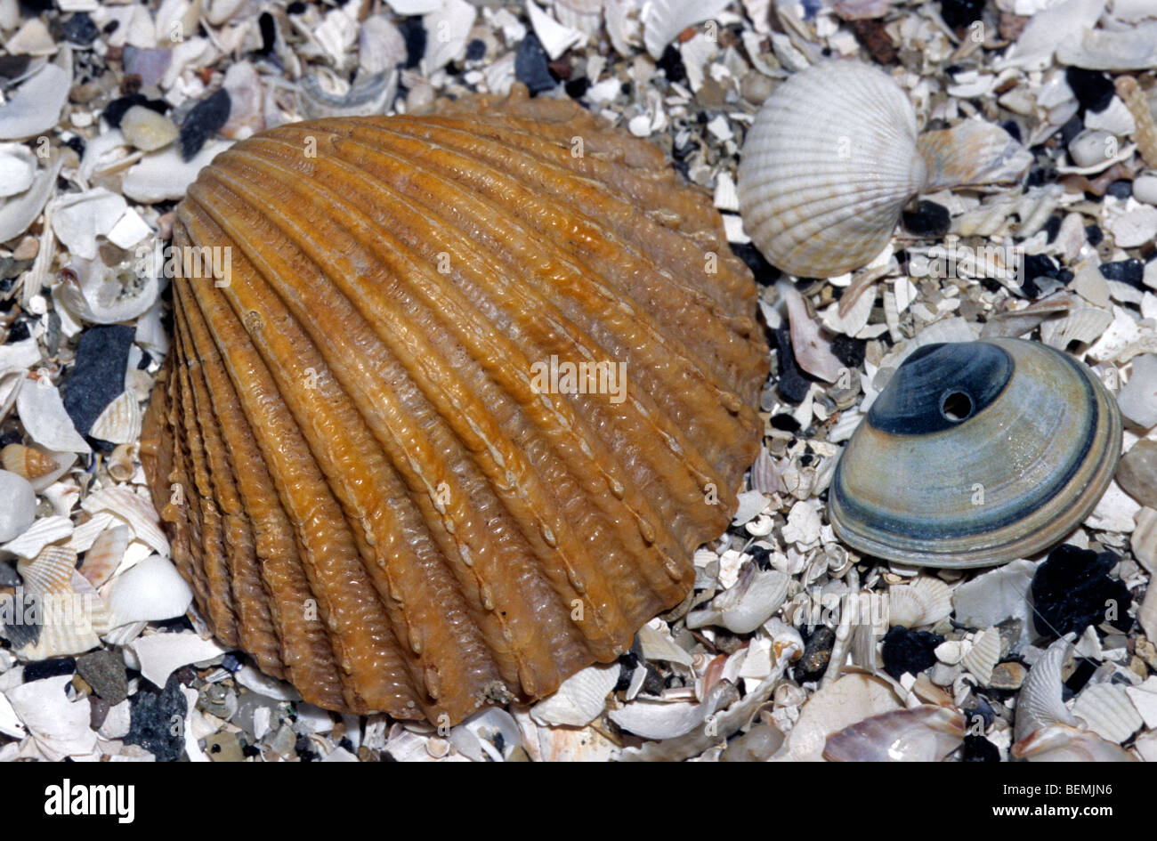 Stachelige Herzmuschel (Acanthocardia Echinata) am Strand, Belgien Stockfoto