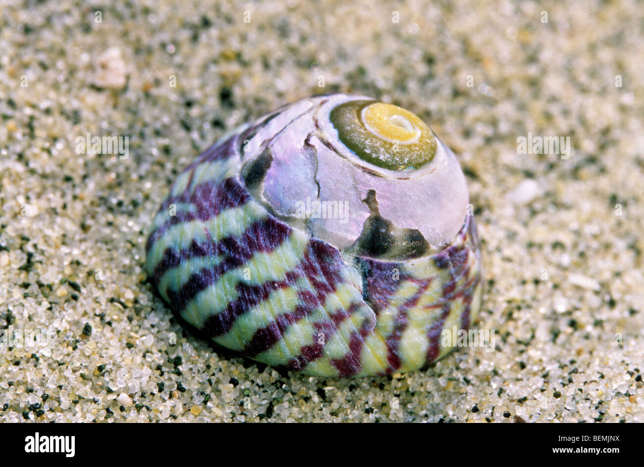 Flache Schale (Gibbula Umbilicalis) am Strand im Meer, sand Stockfoto