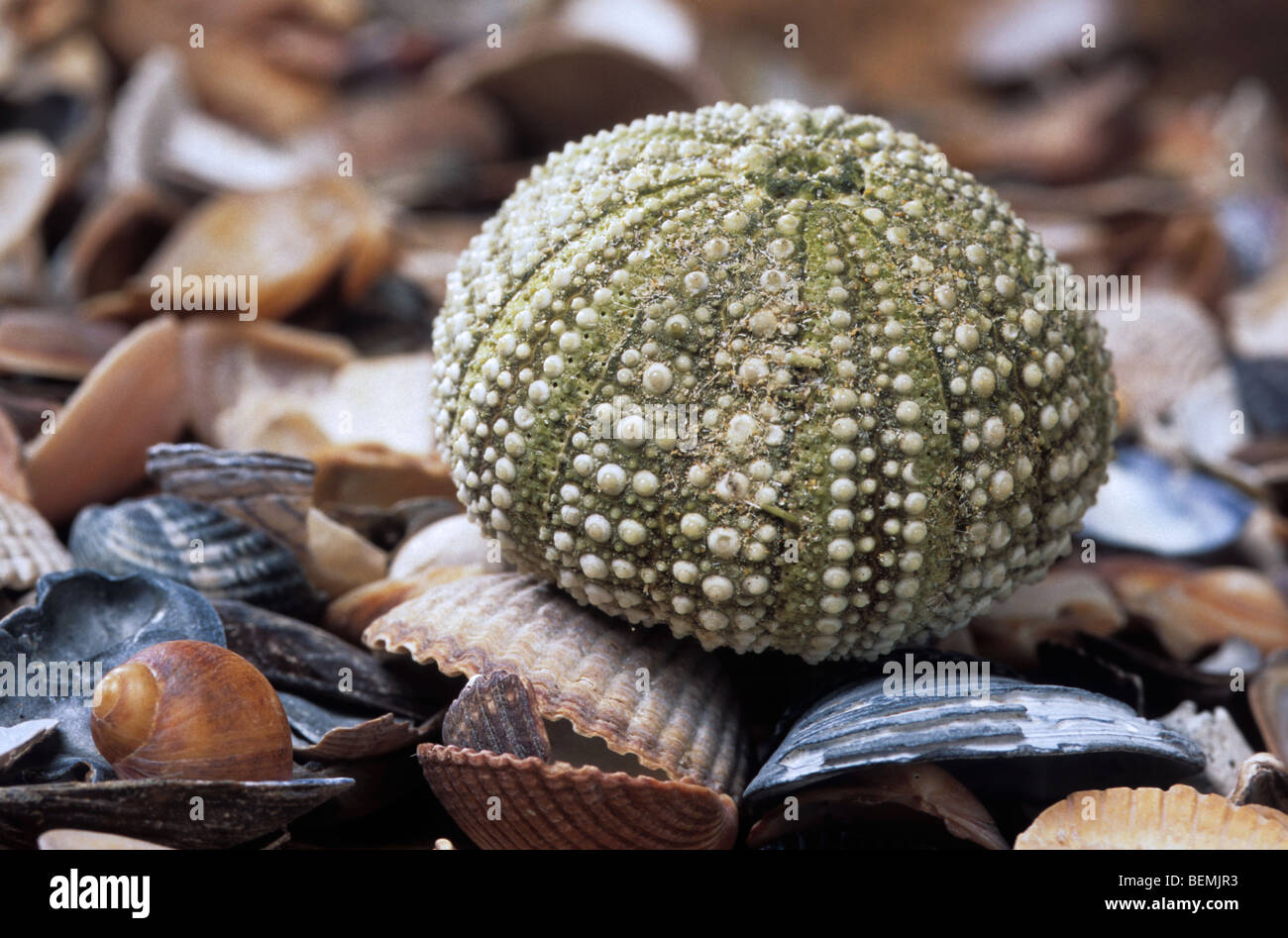 Seeigel grün / Ufer Seeigel (Psammechinus Miliaris) am Strand entlang der Nordseeküste gewaschen Stockfoto
