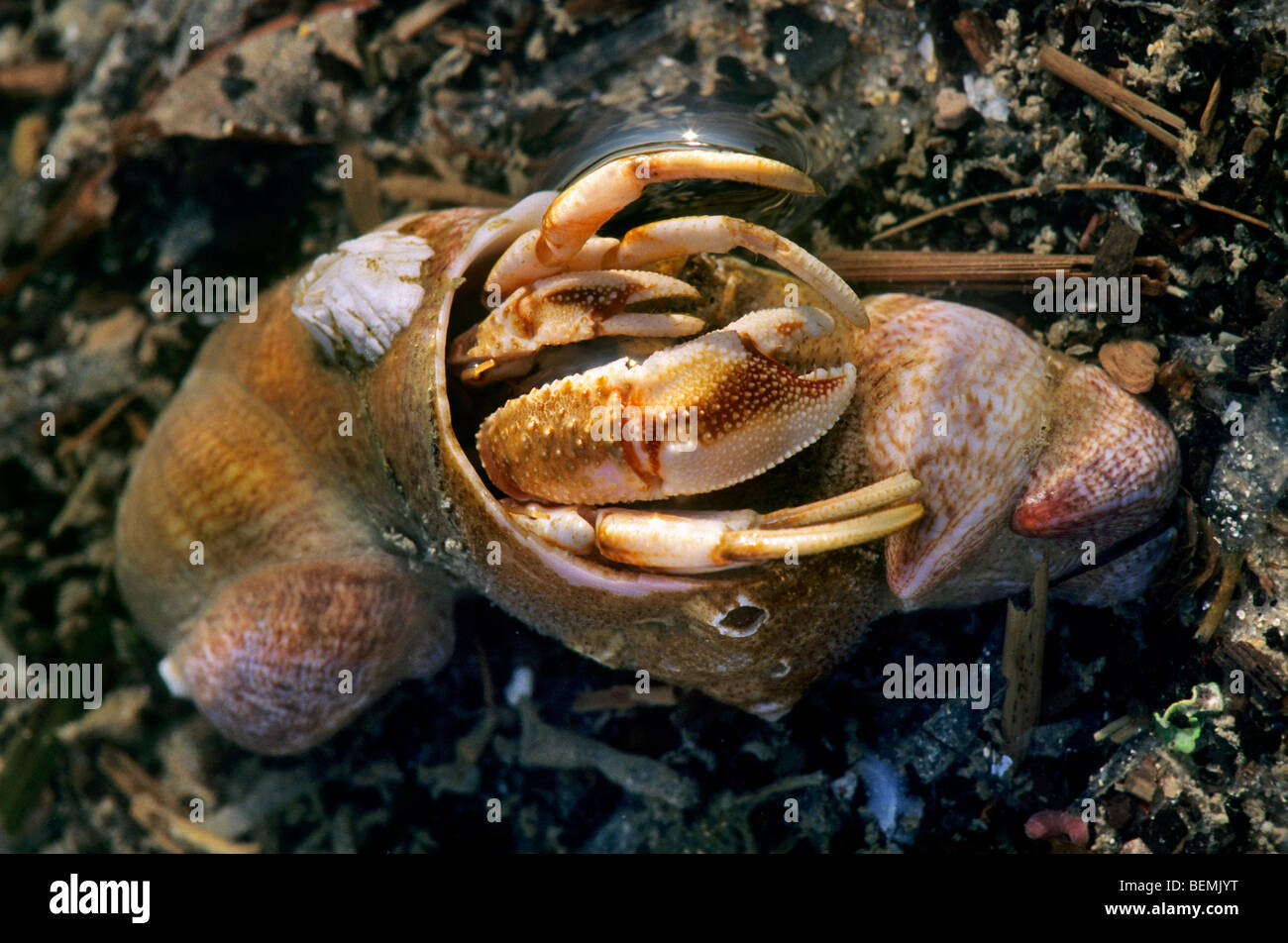 Einsiedlerkrebs (Pagurus Bernhardus) in der Ursuppe, Frankreich Stockfoto