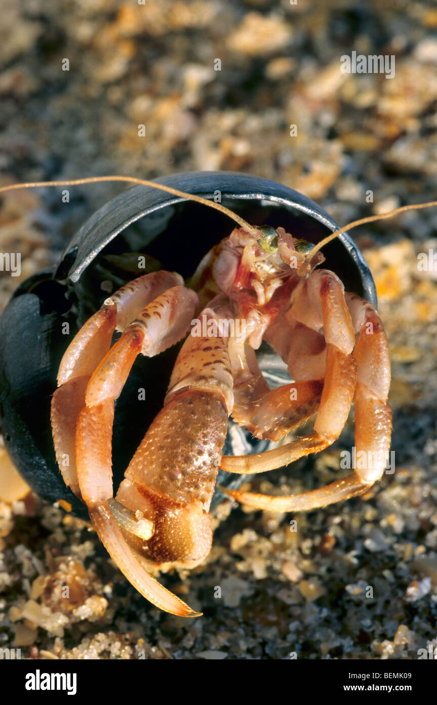 Einsiedlerkrebs (Pagurus Bernhardus) in der Ursuppe, Frankreich Stockfoto