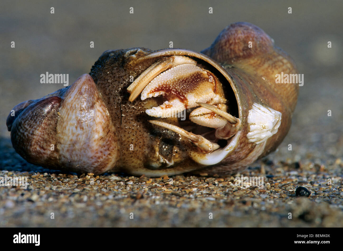 Einsiedlerkrebs (Pagurus Bernhardus) mit Pantoffel Napfschnecken (Crepidula Fornicata) am Strand, Frankreich Stockfoto
