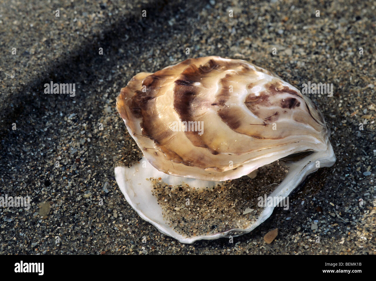 Japanische Auster / Pacific oyster Shell (Crassostrea Gigas) am Strand, Belgien Stockfoto