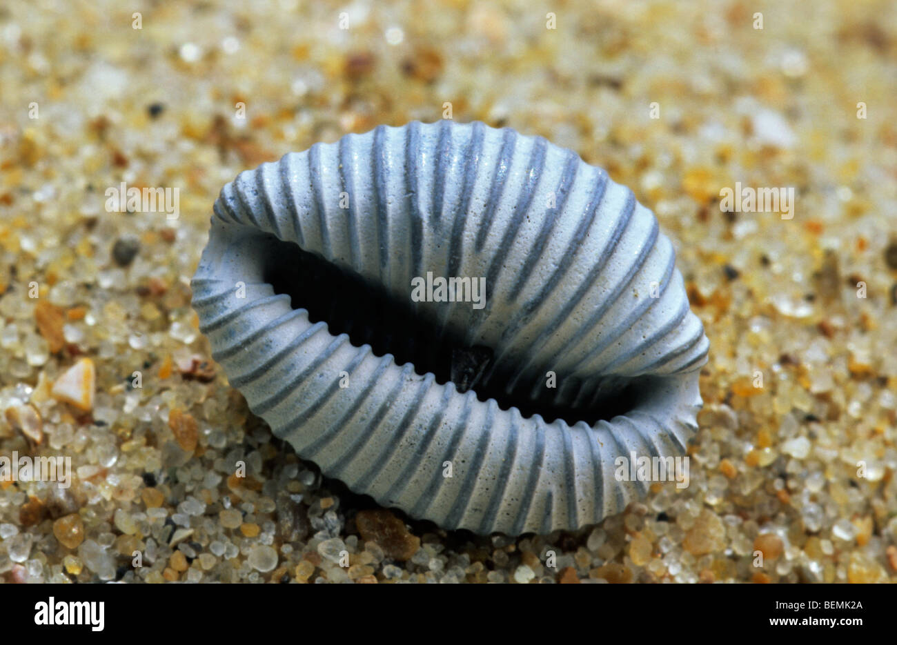 Arktische Kauri (Trivia Arctica) Muschel am Strand Stockfoto