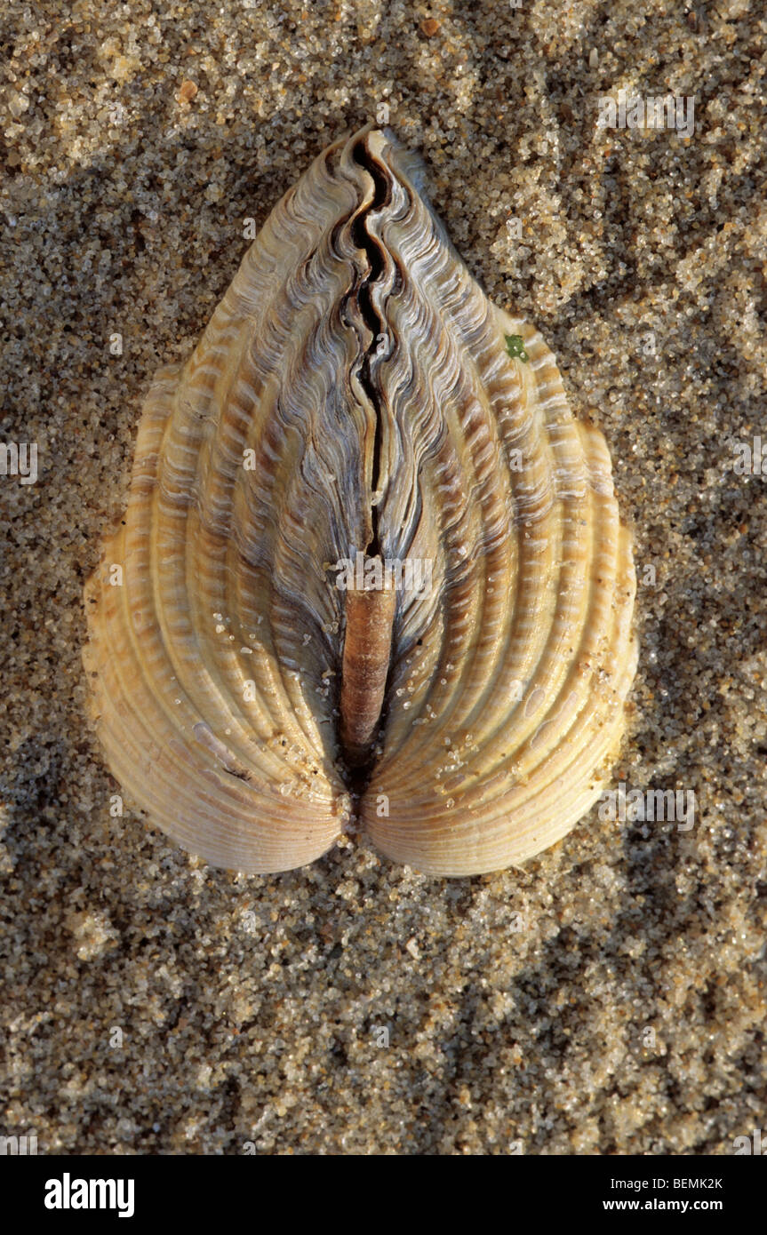 Gemeinsamen Herzmuschel (Cerastoderma Edule / Cardium Edule) am Strand, Belgien Stockfoto