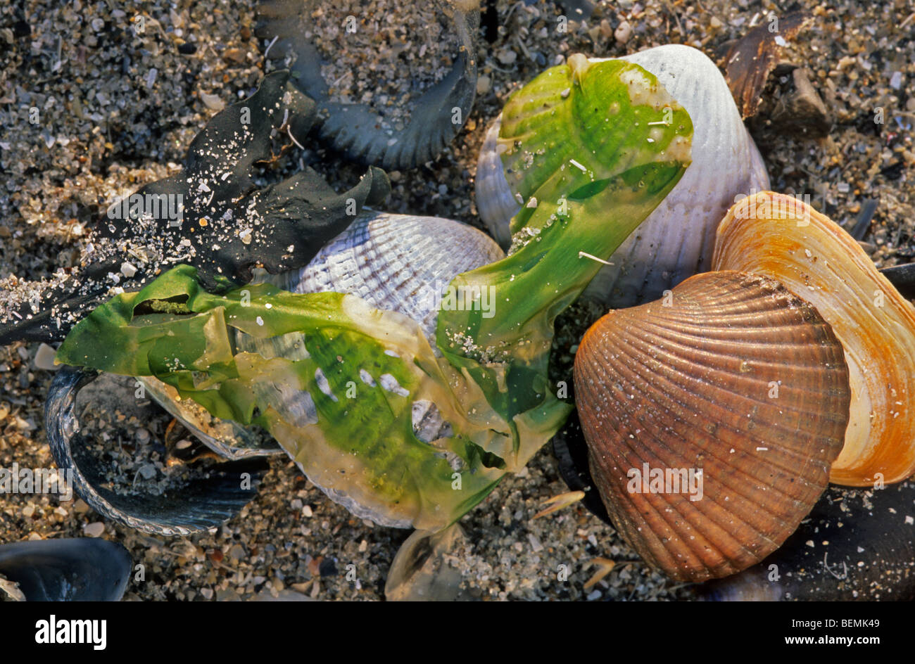 Gemeinsamen Herzmuschel (Cerastoderma Edule / Cardium Edule) am Strand, Belgien Stockfoto