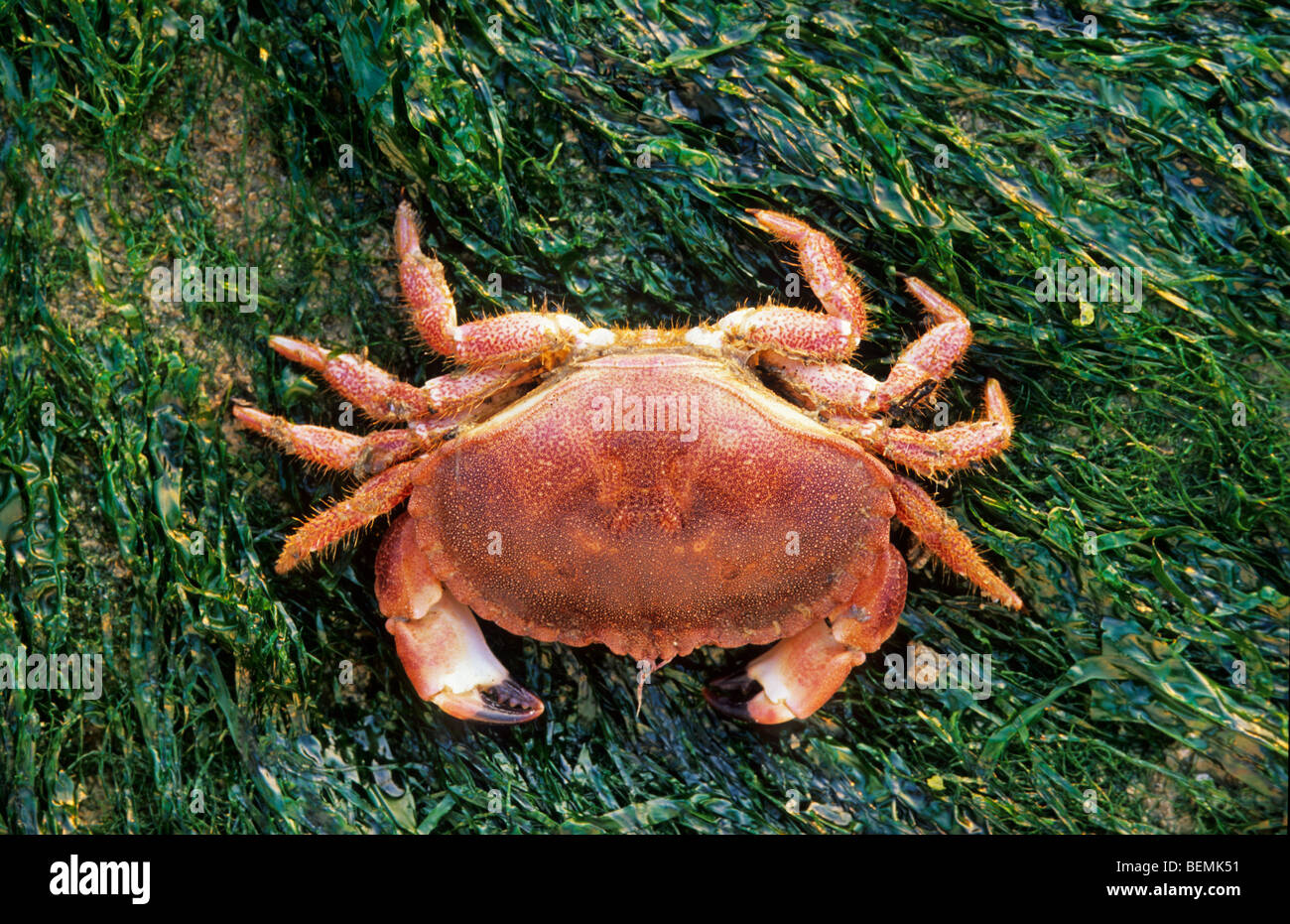 Essbare Krebs (Cancer Pagurus) juvenile unter Algen, Belgien Stockfoto