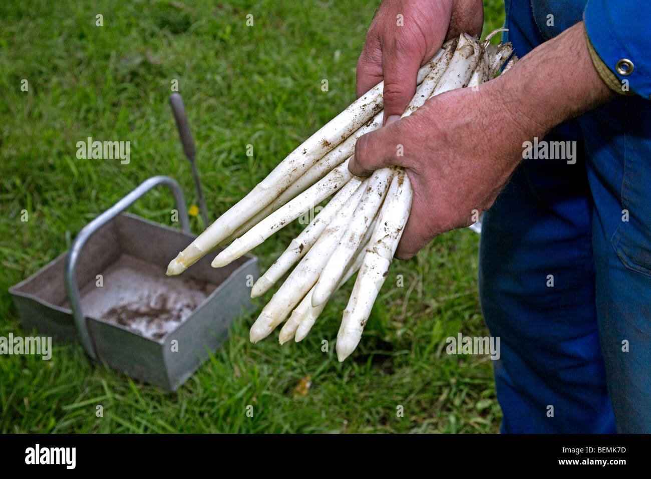 Asparagus Farm Uk Stockfotos und bilder Kaufen Alamy