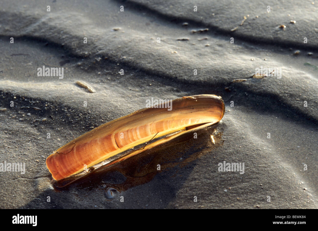 Razor Clam / Klappmesser Muschel (Ensis SP.) am Strand, Belgien Stockfoto