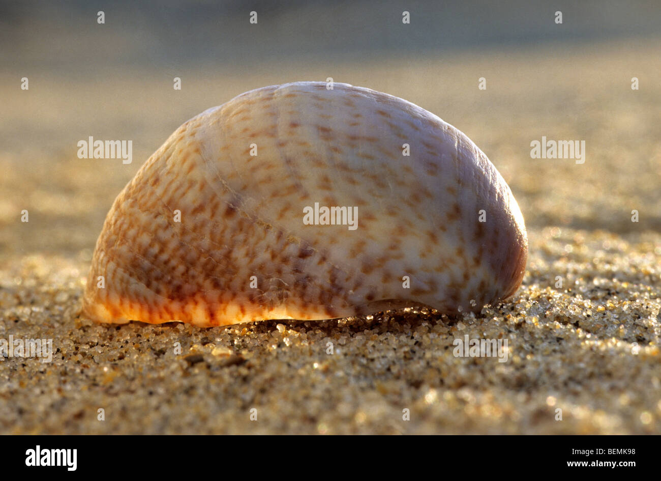 Amerikanische Pantoffel Limpet (Crepidula Fornicata) am Strand, Belgien Stockfoto