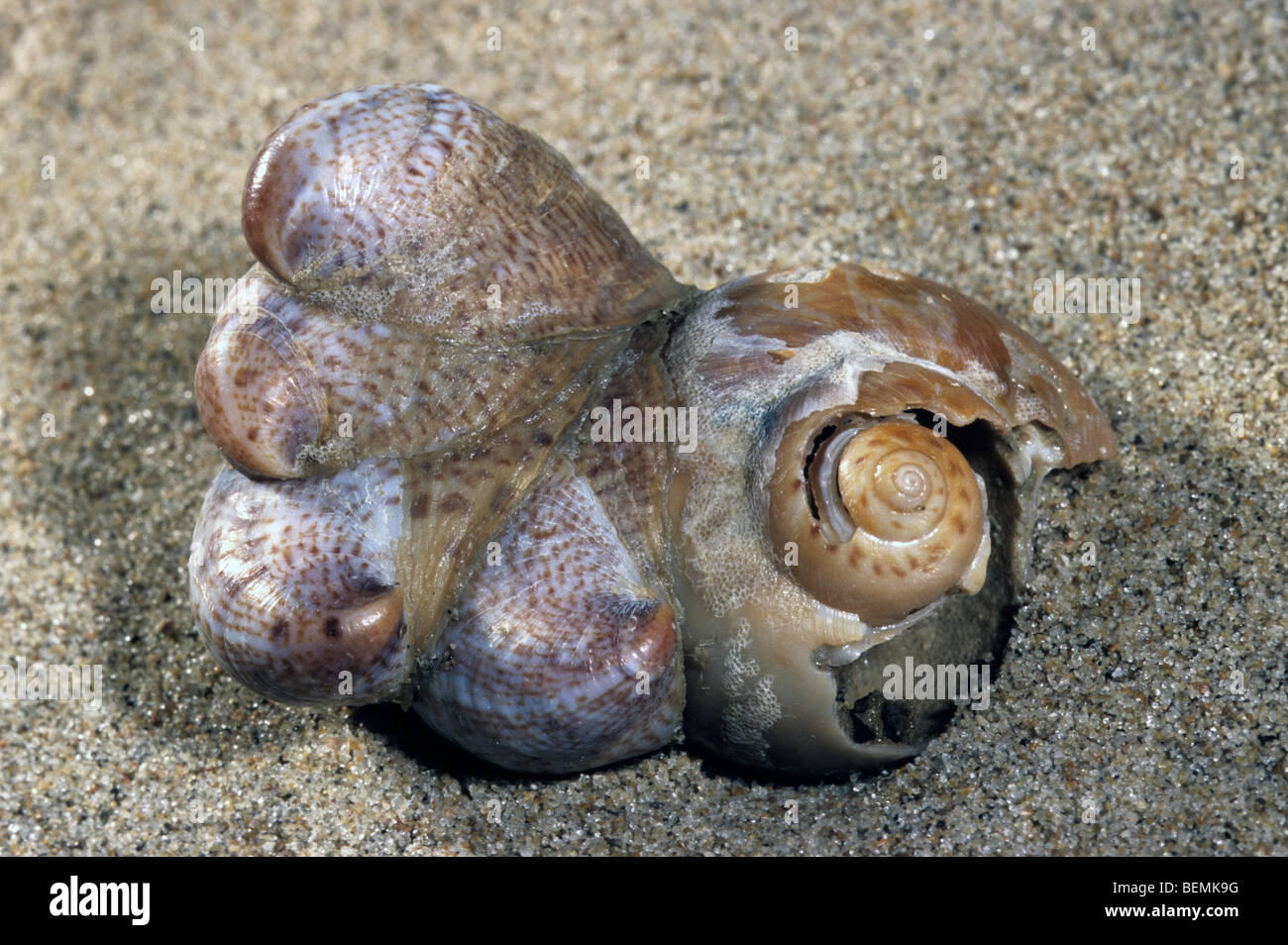 Kette von amerikanischen Pantoffel Napfschnecken (Crepidula Fornicata) am Strand, Belgien Stockfoto