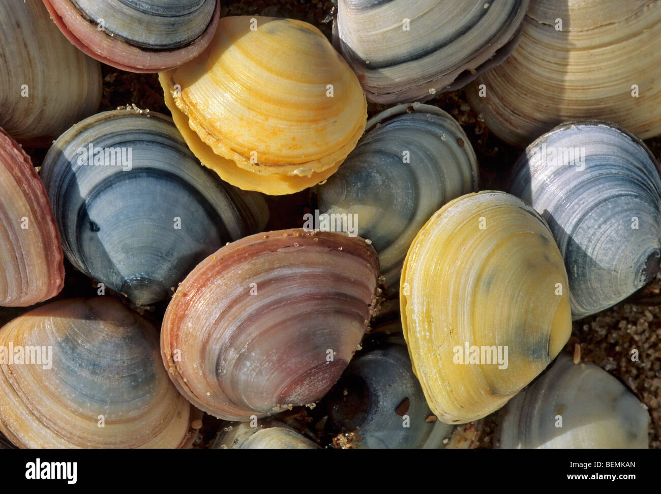Baltic tellin / Baltic Macoma (Macoma Balthica) Muscheln am Strand, Belgien Stockfoto