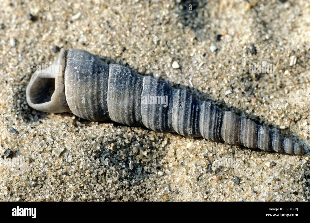 Auger Shell / gemeinsame Revolver-Shell / Turm Schale (turitella Communis) am Strand, Belgien Stockfoto