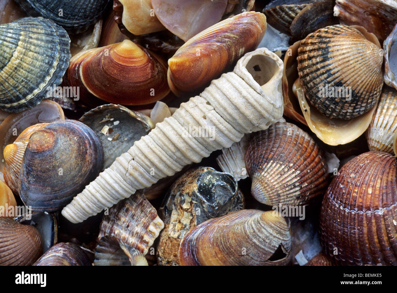 Auger Shell / gemeinsame Revolver-Shell / Turm Schale (turitella Communis) am Strand, Belgien Stockfoto