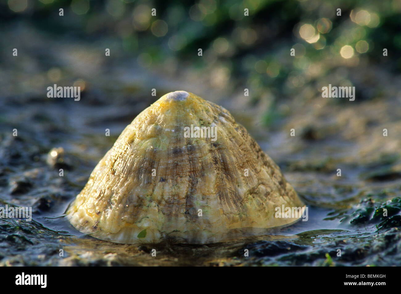 Limpet (Patella Vulgata) am Strand Stockfoto