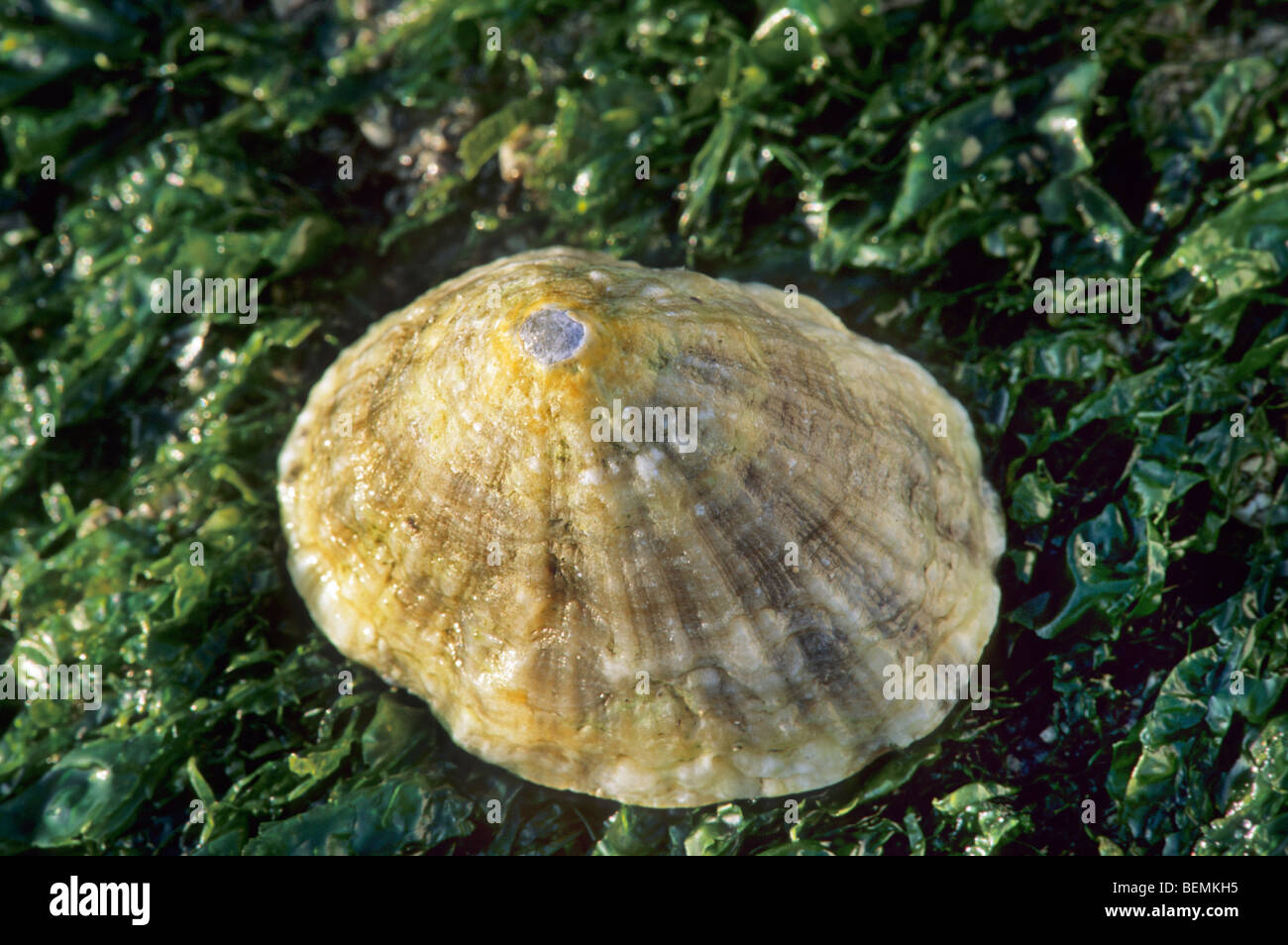 Limpet (Patella Vulgata) unter Algen, Frankreich Stockfoto