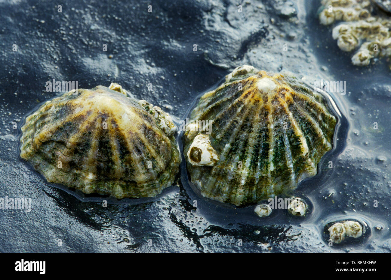 Limpet (Patella Vulgata) auf Felsen, Frankreich Stockfoto