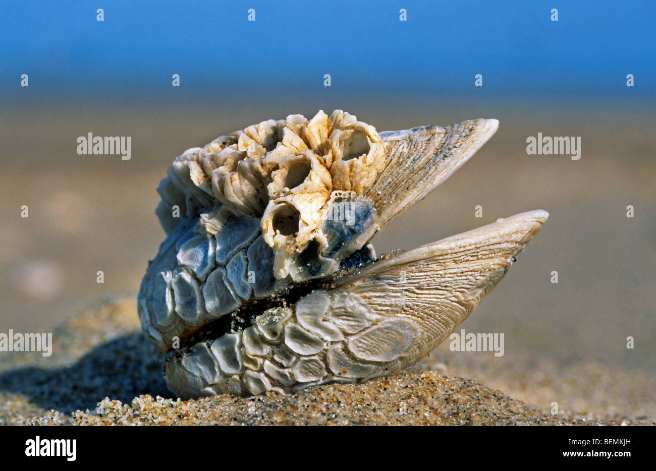 Eichel Entenmuscheln (Semibalanus Balanoides) am Shell Beach, Belgien Stockfoto