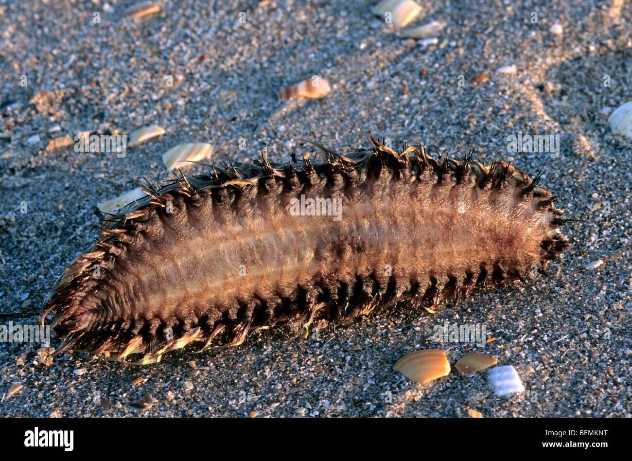 Meer-Maus (Aphrodita Aculeata), marinen Polychaeten Wurm gewaschen am Strand entlang der Nordsee Stockfoto