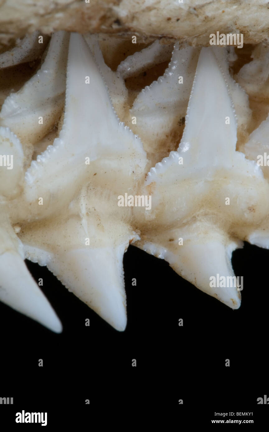 Hai Oberkiefer zeigen mehrere Schichten von gezackten Zähnen, Madagaskar Stockfoto