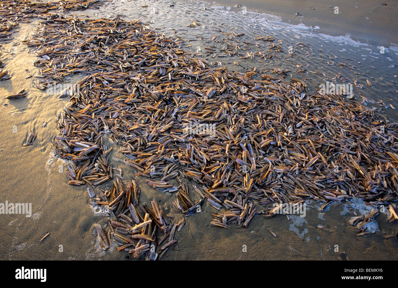 Messermuscheln / Klappmesser (Ensis SP.) Muscheln am Strand, Oostduinkerke, Belgien Stockfoto