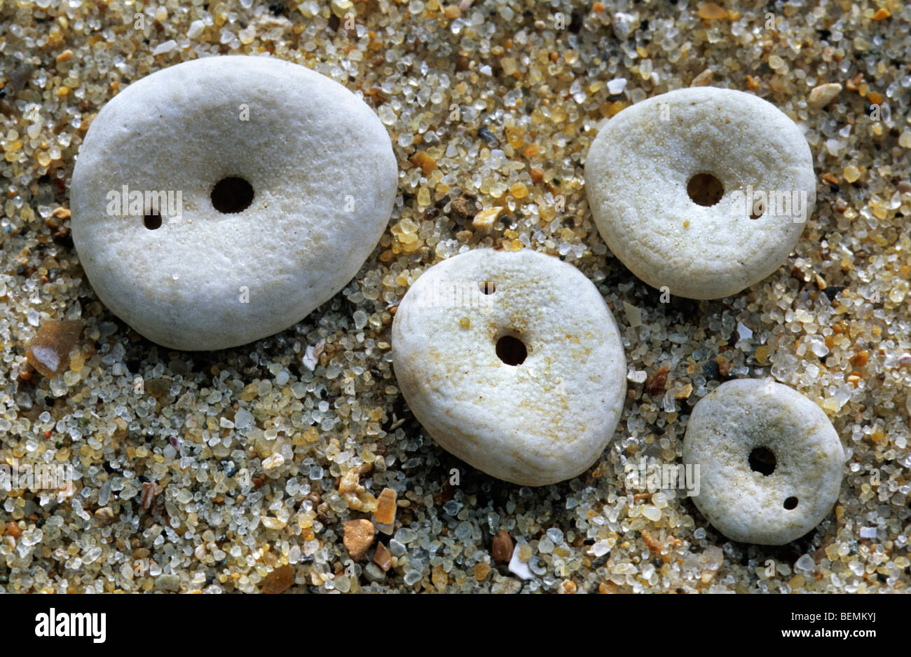Erbse Urchin / grüne Seeigel (Echinocyamus percivali) an Strand gespült Stockfoto