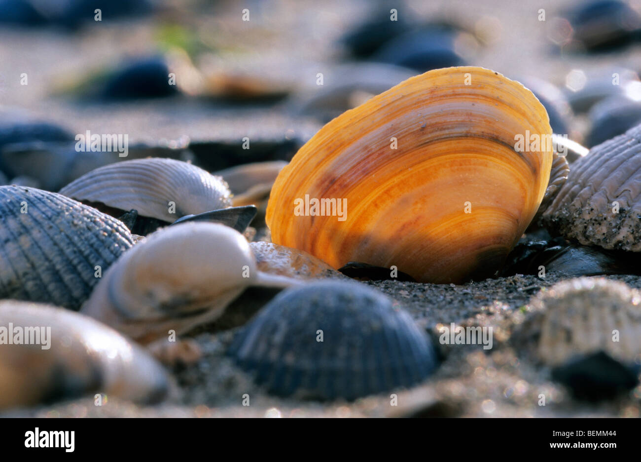 Elliptische Trog Schale / elliptische Trog Schale (Spisula Elliptica) am Strand, Belgien Stockfoto