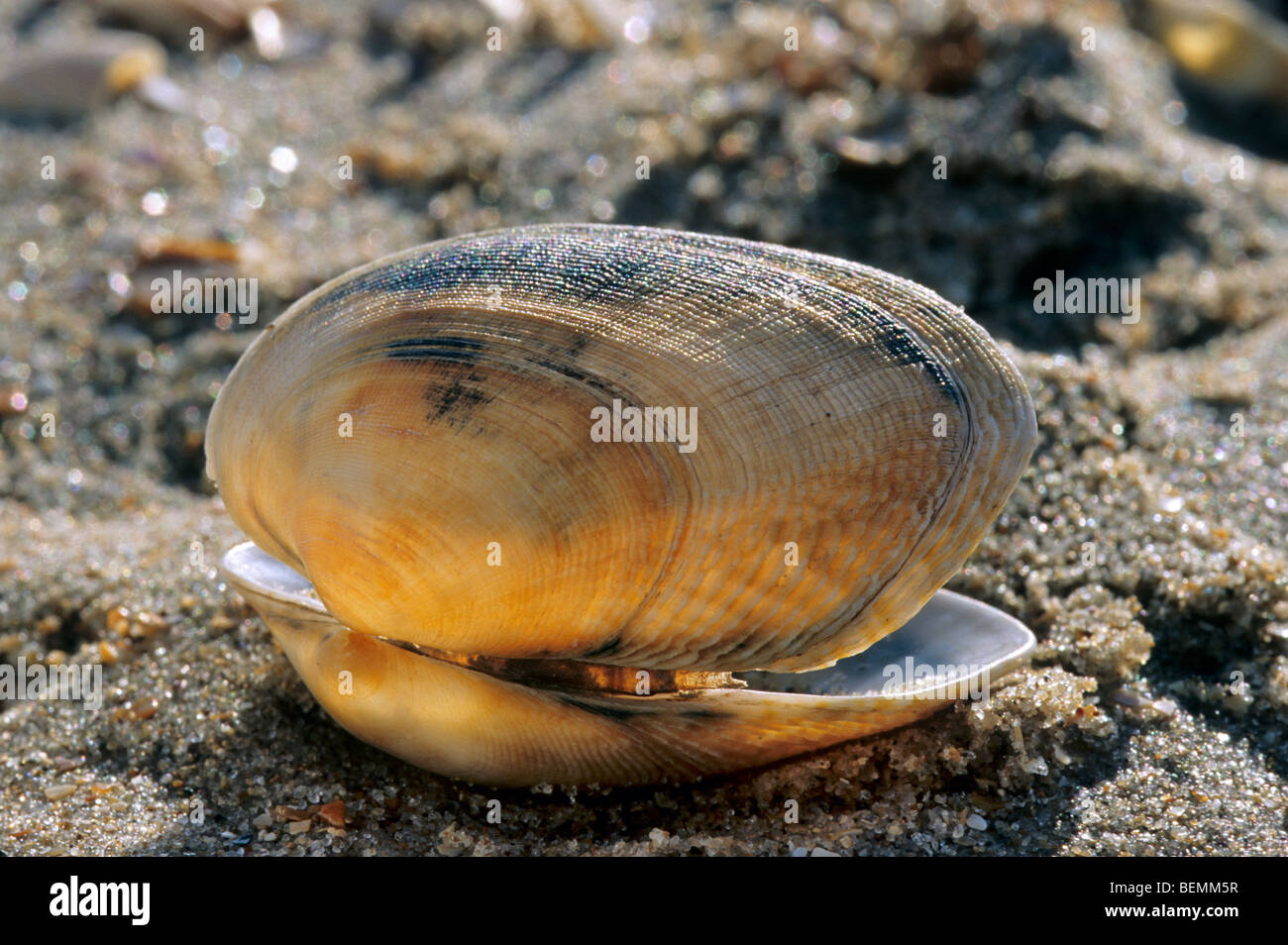 Hühnchen-Teppich-Shell (Venerupis Senegalensis) am Strand, Belgien Stockfoto