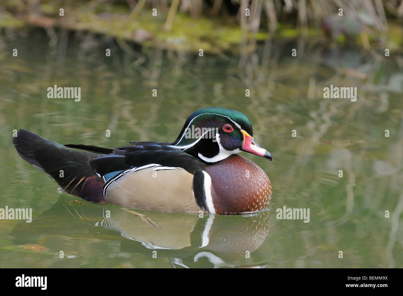 Carolina Wood Duck Aix Sponsa Drake Bilder aus dem Monat in England Stockfoto