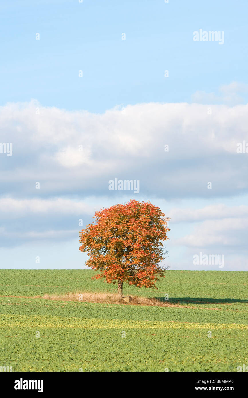 einzigen Baum in einem grünen Feld im Herbst - blauer Himmel, Wolken Stockfoto