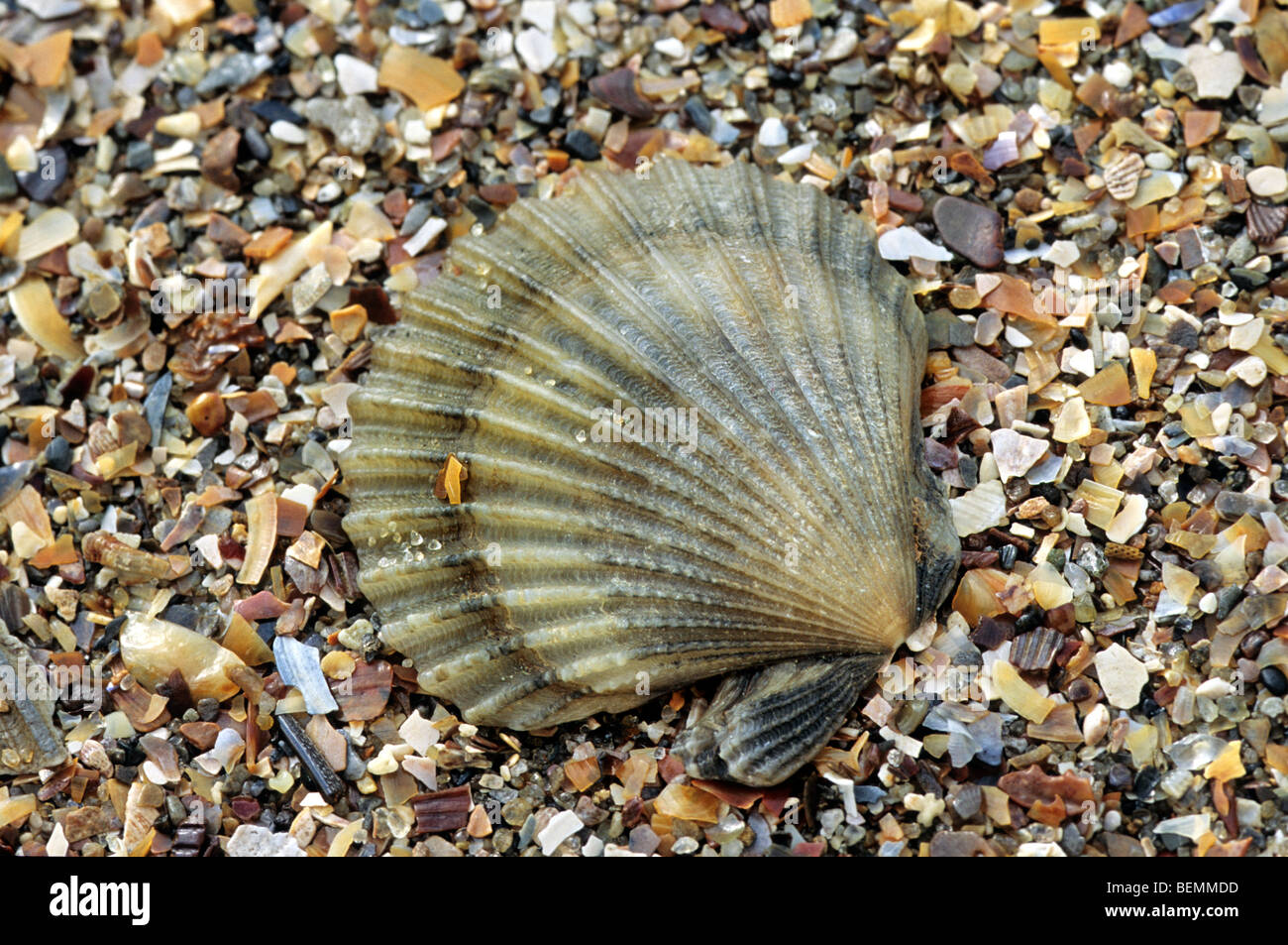 Königin-Jakobsmuschel (Aequipecten Opercularis) am Strand, Belgien Stockfoto