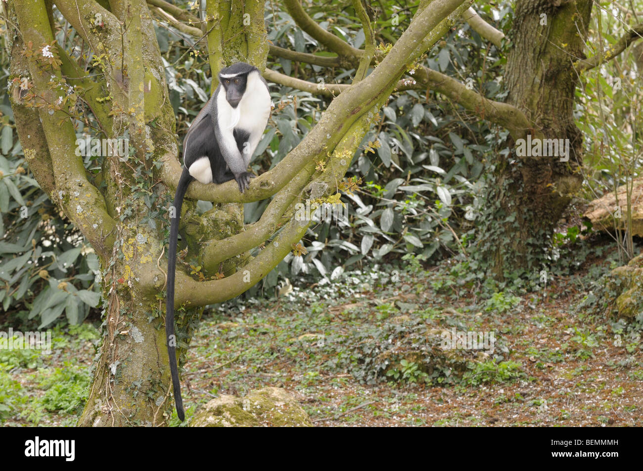 Diana Monkey Cercopithecus Diana in Gefangenschaft Stockfoto