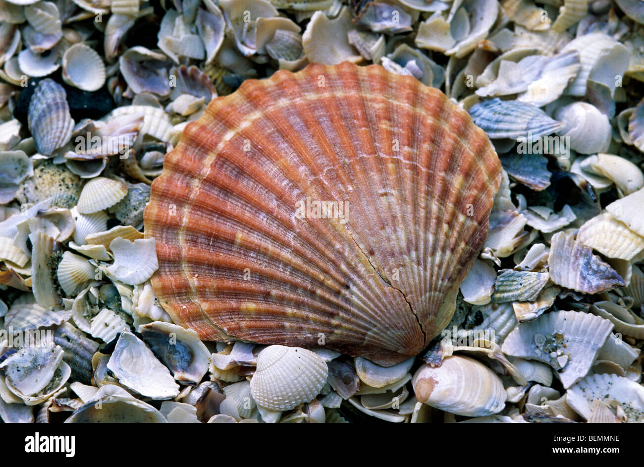 Königin-Jakobsmuschel (Aequipecten Opercularis) am Strand, Belgien Stockfoto