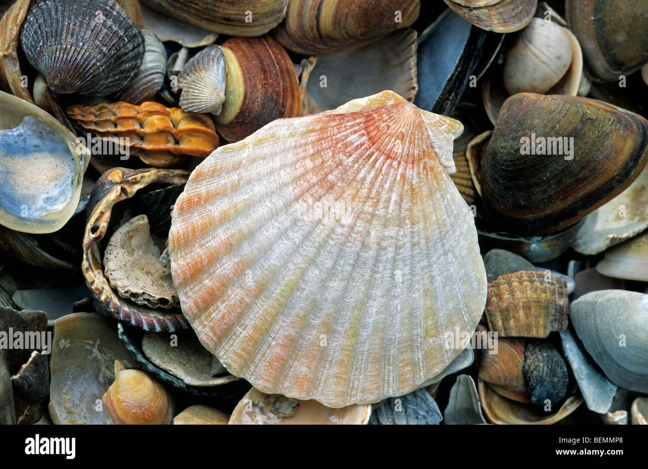 Königin-Jakobsmuschel (Aequipecten Opercularis) am Strand, Europa Stockfoto