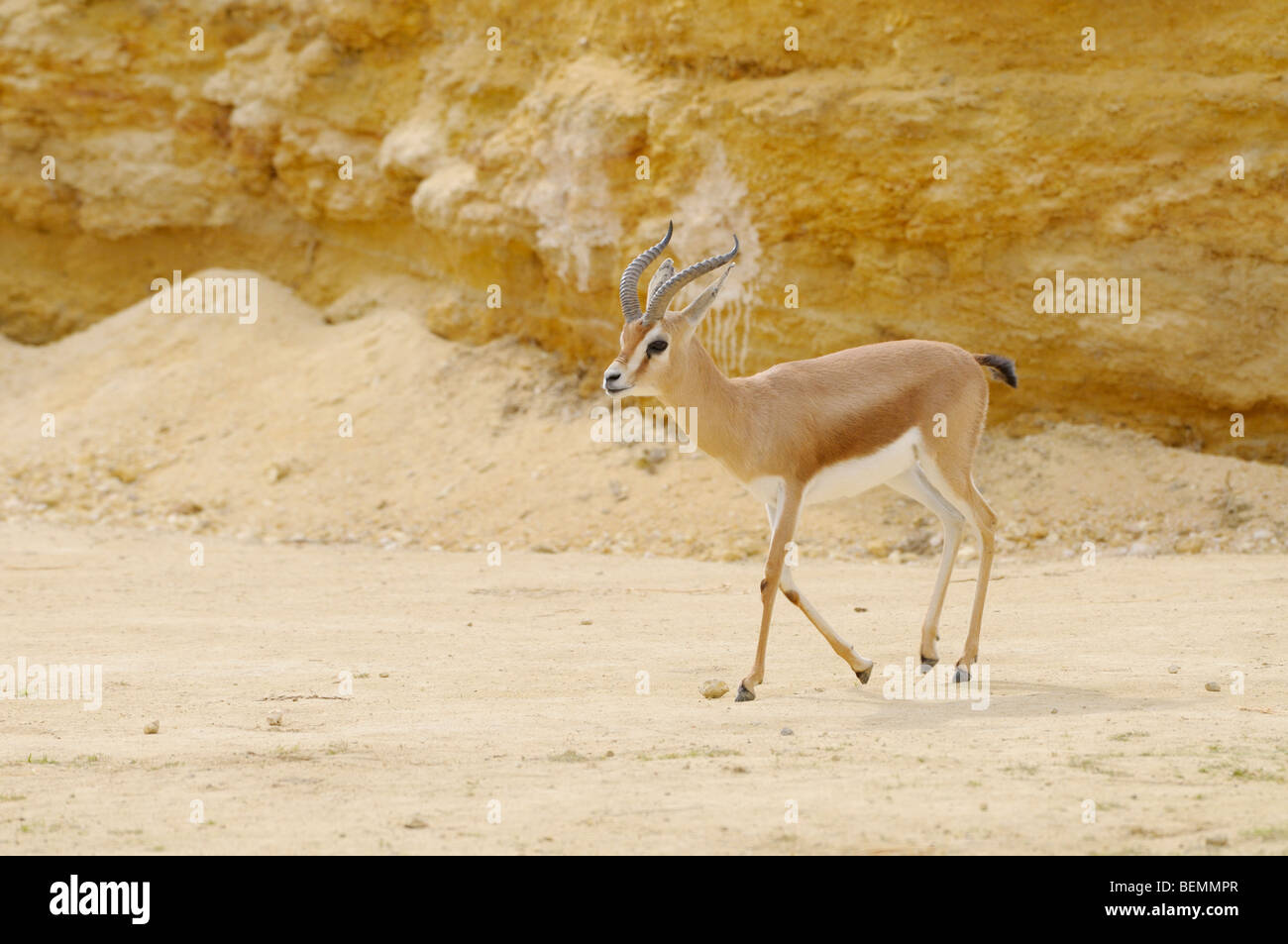Dorcas Gazelle Gazella dorcas Stockfoto