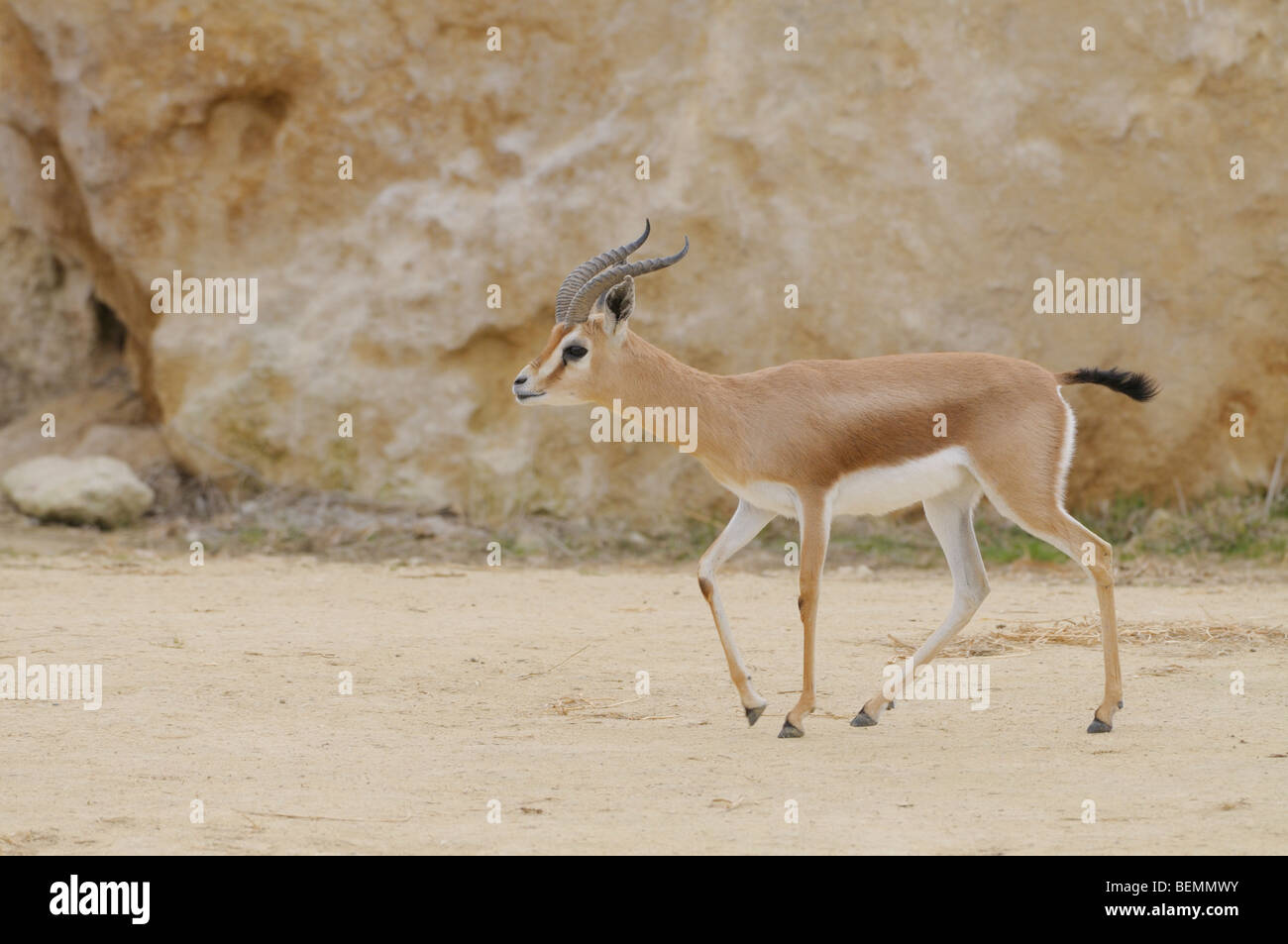 Dorcas Gazelle Gazella dorcas Stockfoto