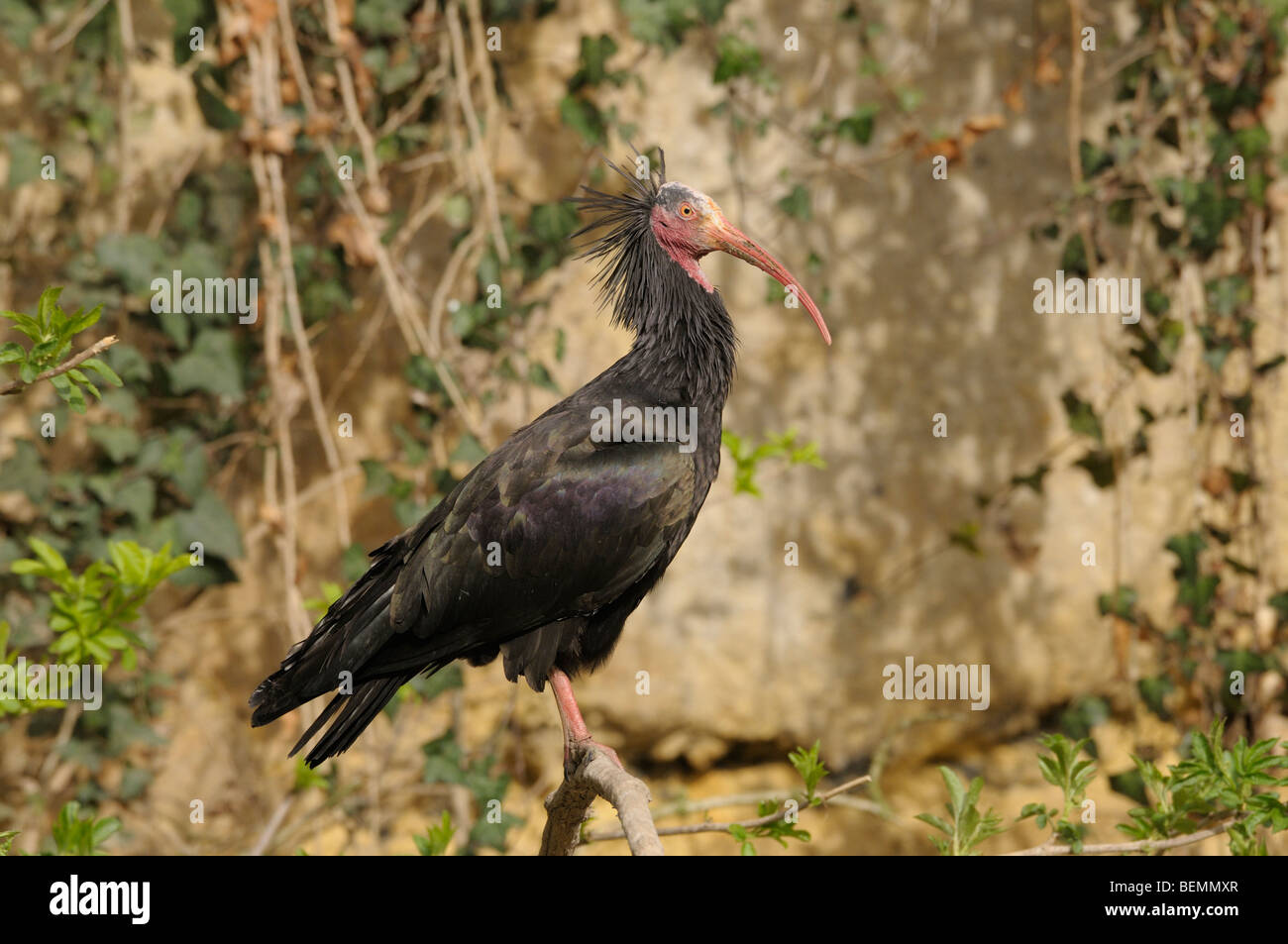 Nördlichen Waldrappen (Waldrapp) Geronticus eremita Stockfoto