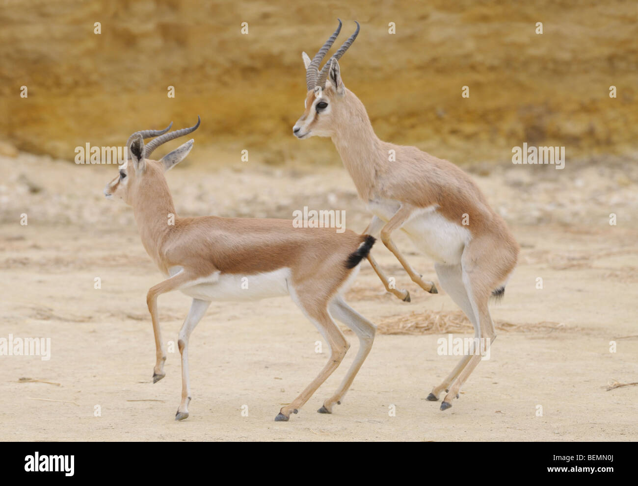 Dorcas Gazelle Gazella dorcas Stockfoto