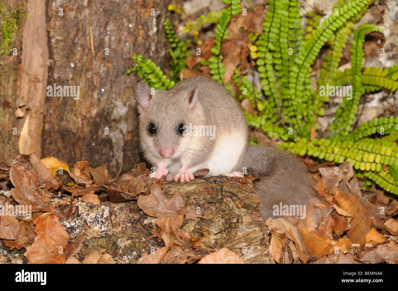 Essbare Siebenschläfer Glis Glis fotografiert in Frankreich Stockfoto