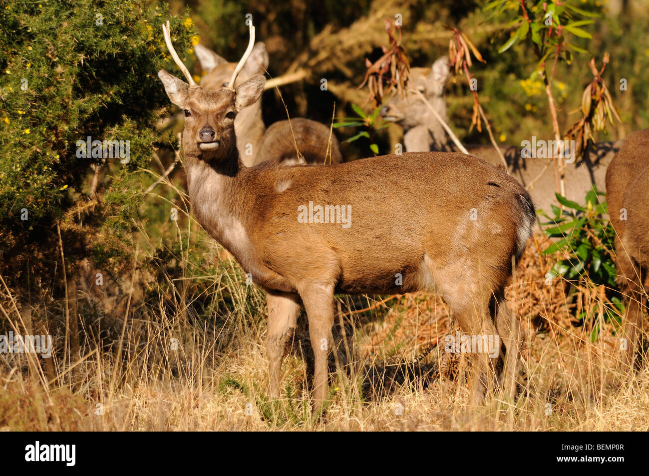 Japanische Sika Hirsch Cervus Nippon Hirsch Wild in Dorset, England Stockfoto