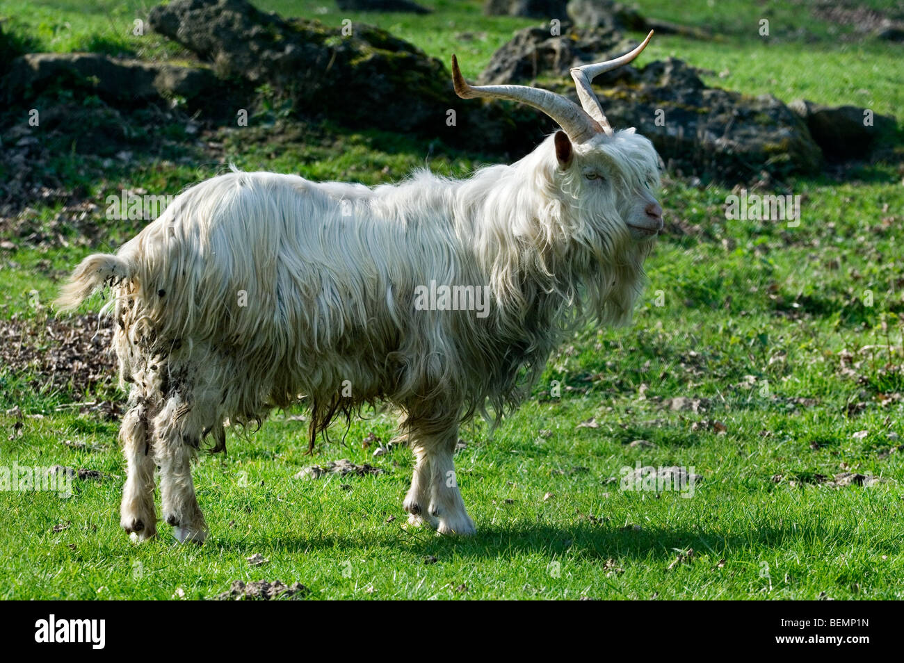 Männliche weiße Kempense Ziege / Kempen Ziege / Campinois Ziege (Capra Hircus), belgische Hausziege züchten mit großen Hörnern im Feld Stockfoto