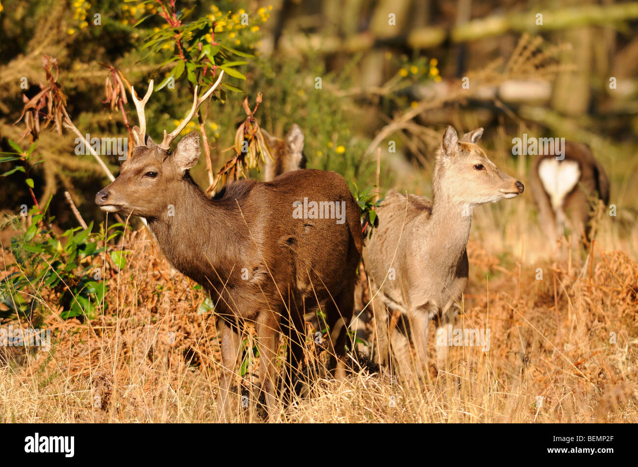 Japanische Sika Hirsch Cervus Nippon männlichen und weiblichen Wild in Dorset, England Stockfoto