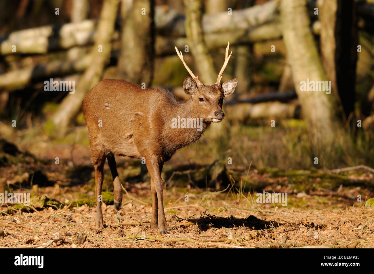 Japanische Sika Hirsch Cervus Nippon Hirsch (männlich) Wild in Dorset, England Stockfoto