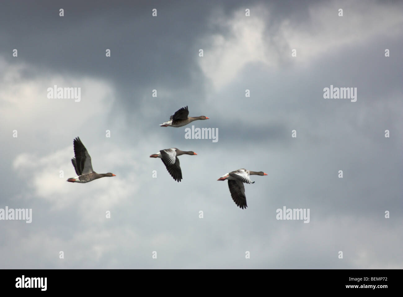 Wildgänse auf der Fliege, Schweden, früh im September. DEU: Wildgänse Im Flug, Schweden, Anfang September. Stockfoto