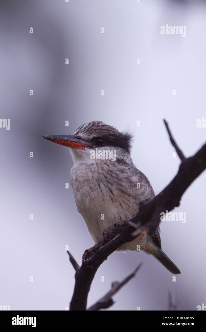 Gestreiftes Kingfisher (Halcyon Chelicuti). Im Morgengrauen. Winter, Mai 2009. Hluhluwe-Imfolozi Wildreservat, Kwazulu Natal, Südafrika. Stockfoto