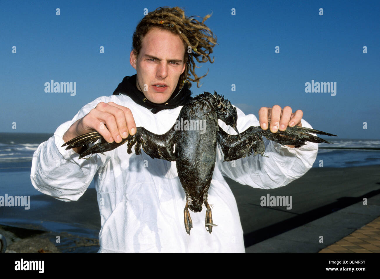 Freiwillige halten Common Murre / gemeinsame Guillemot (Uria Aalge) Seevogel abgedeckt in Öl nach Öl verschütten entlang der Nordseeküste Stockfoto